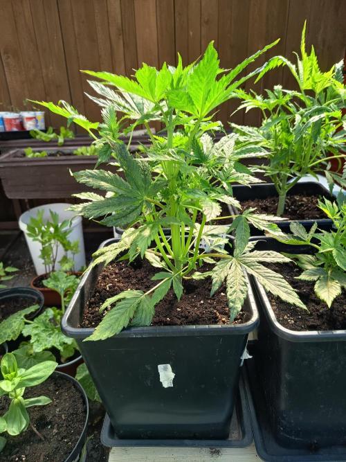 milky way. Week 3