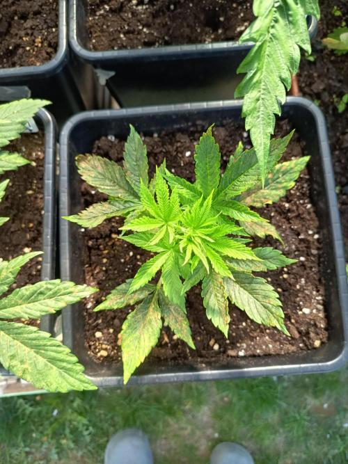Hindu auto. Week 3