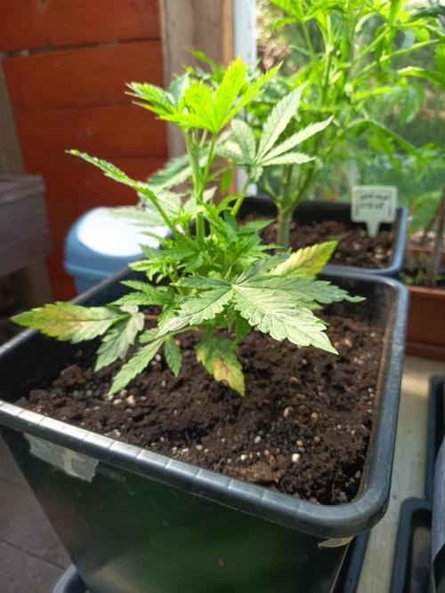Hindu auto. Week 3