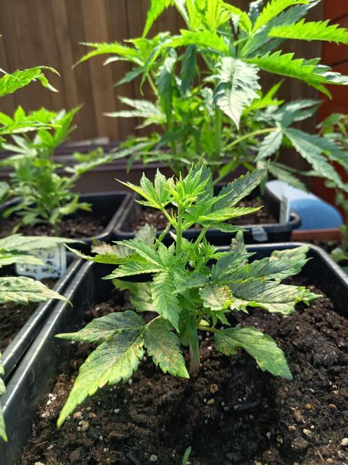 Hindu auto. Week 3