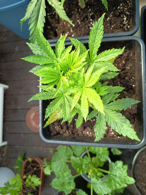 Hindu auto. Week 3