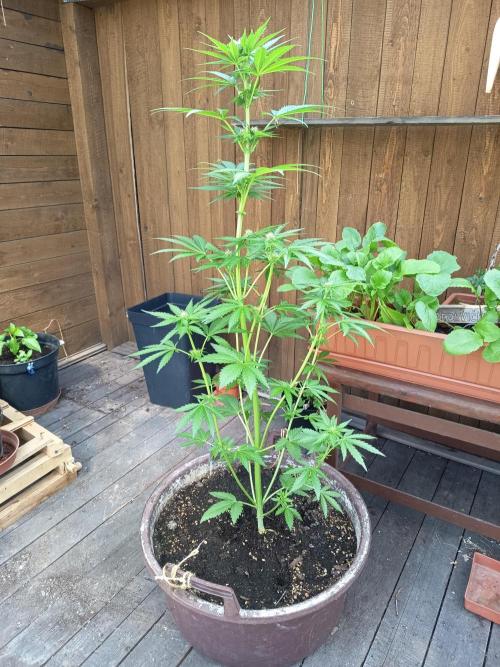 apricot gorilla auto. Week 4