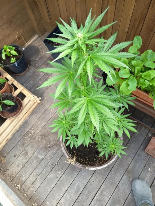 apricot gorilla auto. Week 4