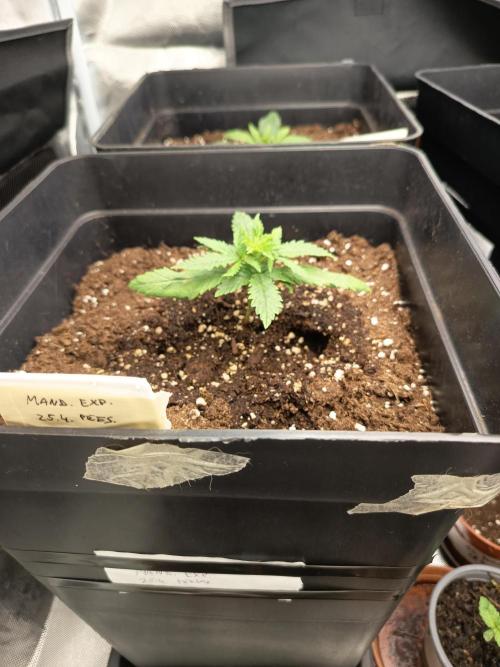 mandarine + critical. Week 2 - mand.