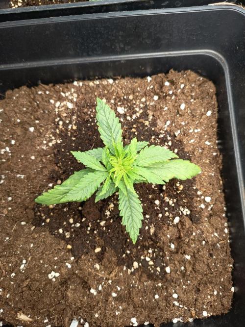 mandarine + critical. Week 2 - mand.