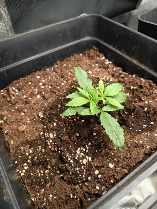 mandarine + critical. Week 2 - crit