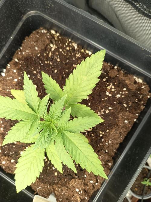 mandarine + critical. Week 2 - crit