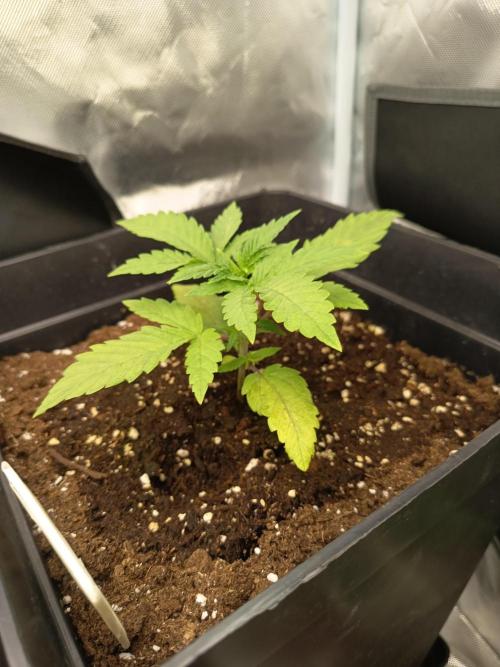 mandarine + critical. Week 2 - mand