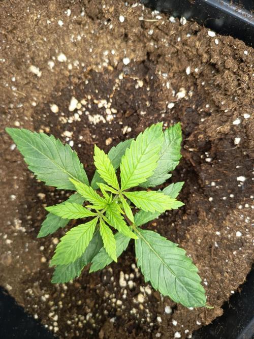 mandarine + critical. Week 2 - mand