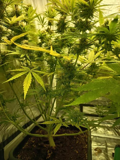 mamdarine 3x. Week 6