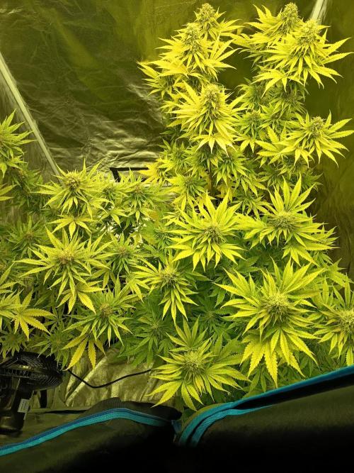 mamdarine 3x. Week 6
