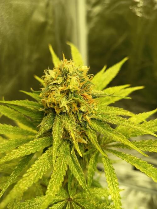 mamdarine 3x. Week 6