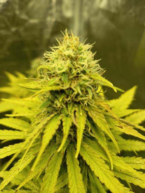 Attis ATS 300W. Week 6