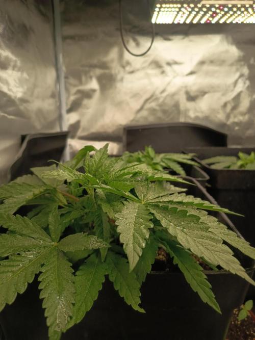mandarine + critical. Week 3