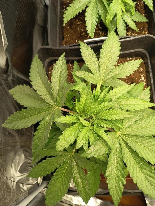 mandarine + critical. Week 3