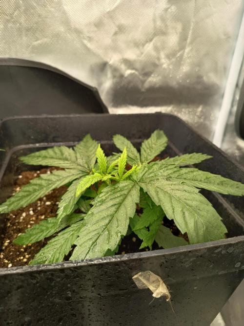 mandarine + critical. Week 3