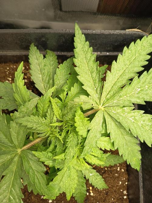 mandarine + critical. Week 3