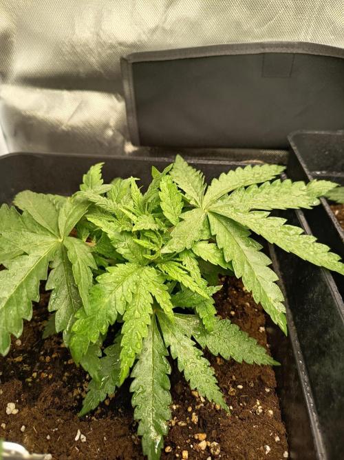 mandarine + critical. Week 3