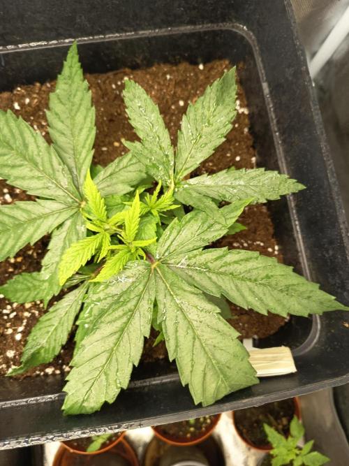 mandarine + critical. Week 3
