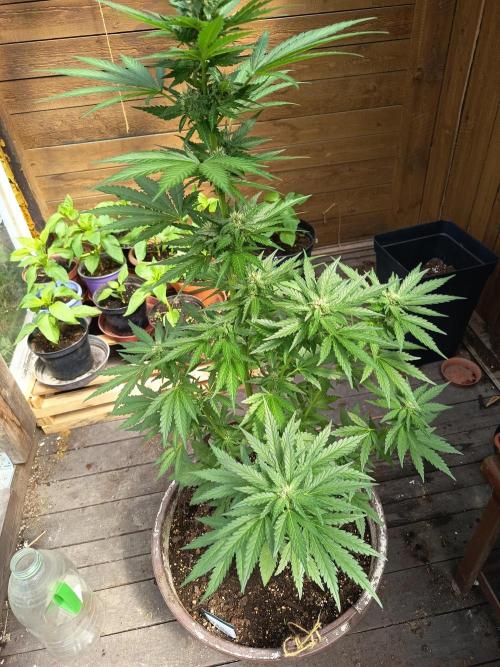 apricot gorilla auto. Week 5