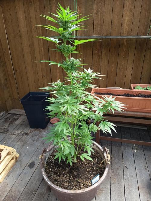 apricot gorilla auto. Week 5
