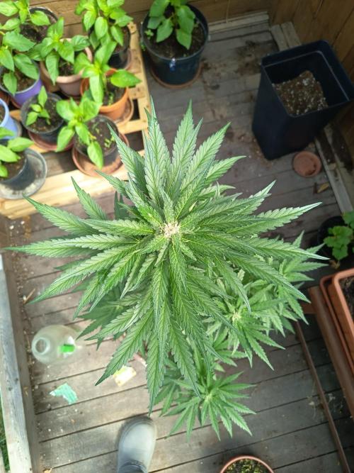 apricot gorilla auto. Week 5