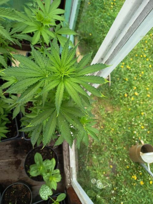 milky way. Week 4