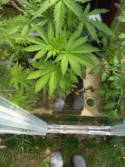 Hindu auto. Week 4