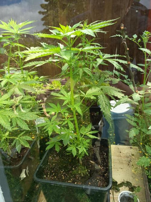 Hindu auto. Week 4