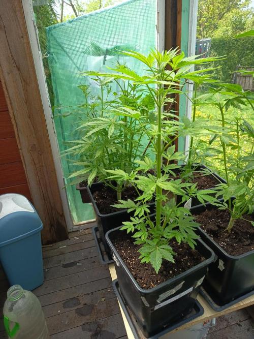 Hindu auto. Week 4