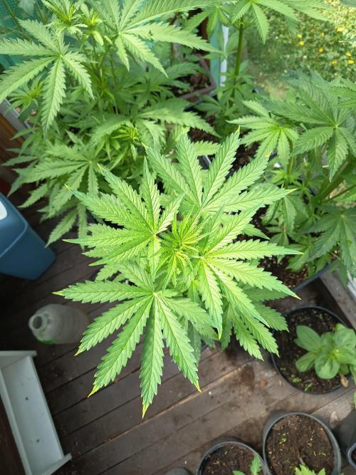 green poison. Week 4