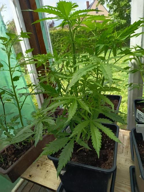 300W GH Top Light LED. Week 4