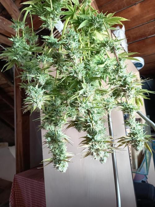 mamdarine 3x. Week 1
