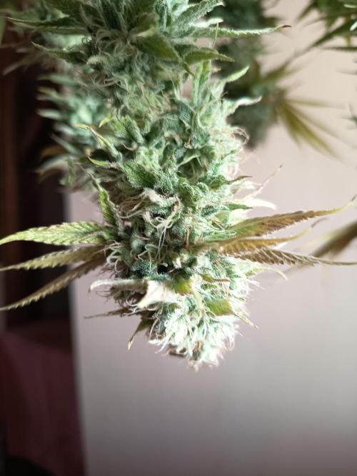 mamdarine 3x. Week 1