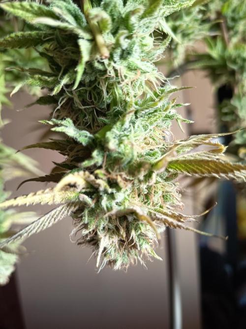 Attis ATS 300W. Week 1