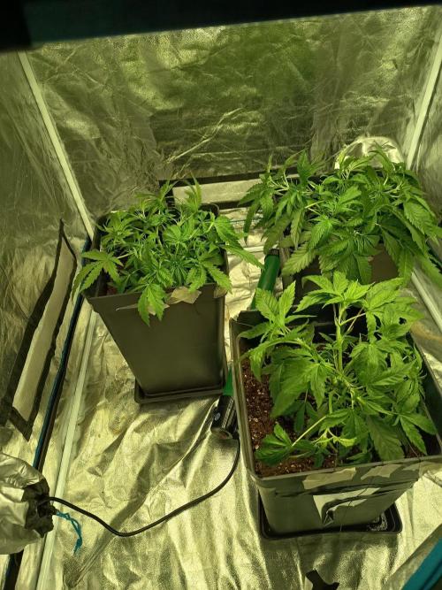 mandarine + critical. Week 4
