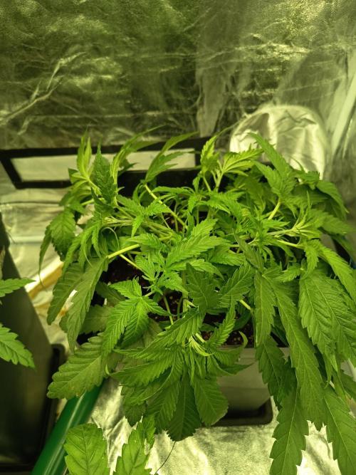 mandarine + critical. Week 4