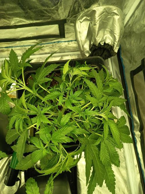 mandarine + critical. Week 4