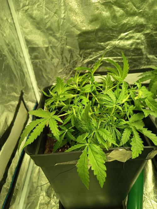 mandarine + critical. Week 4