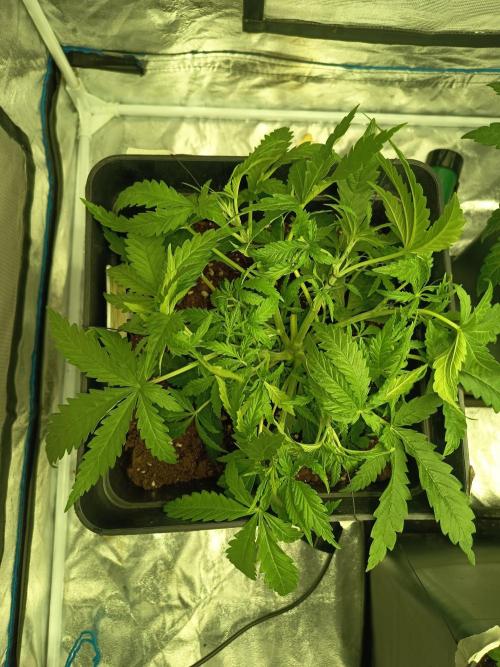 mandarine + critical. Week 4