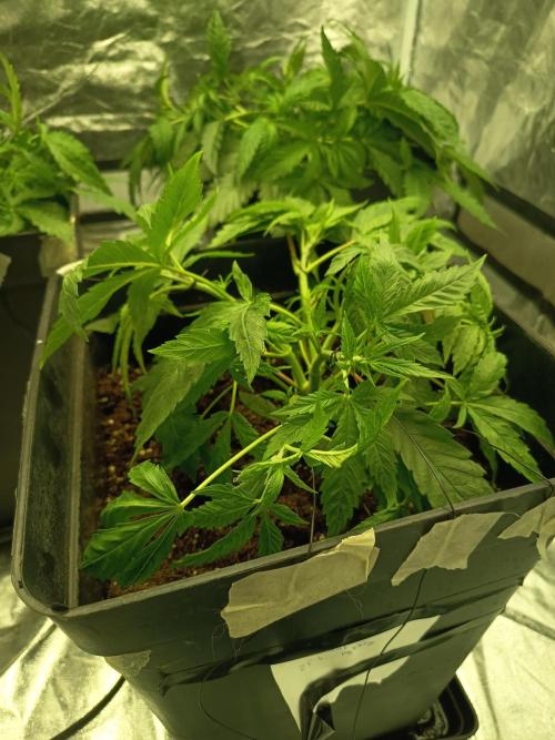 mandarine + critical. Week 4