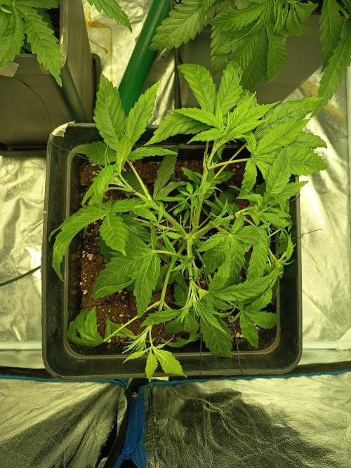 mandarine + critical. Week 4