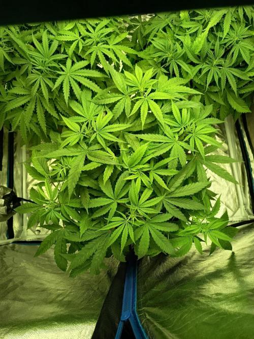 mandarine + critical. Week 1