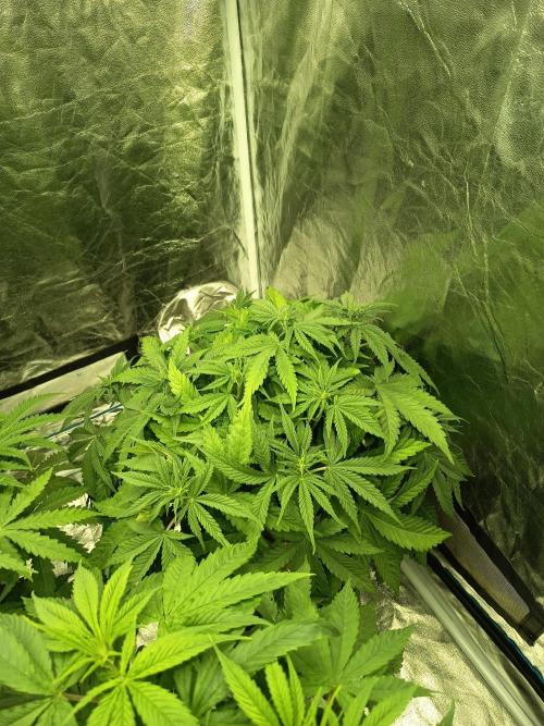 mandarine + critical. Week 1