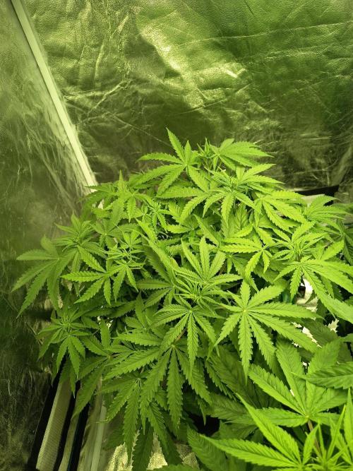 mandarine + critical. Week 1
