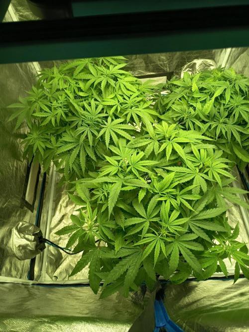mandarine + critical. Week 1
