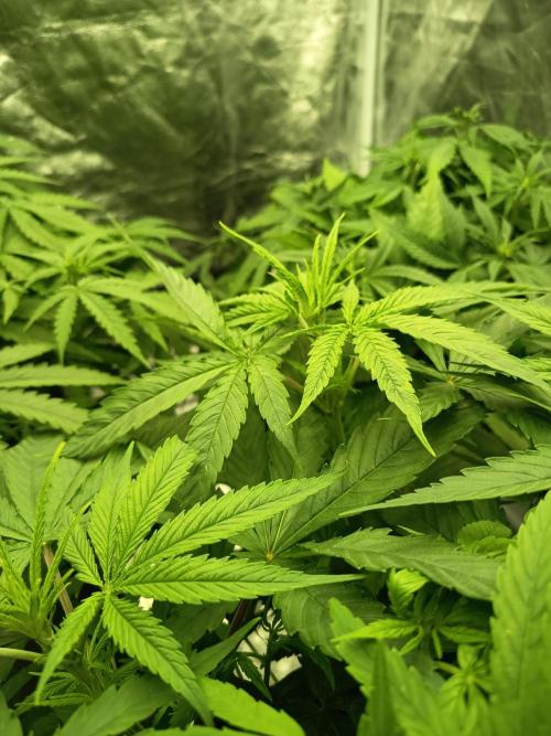 mandarine + critical. Week 1