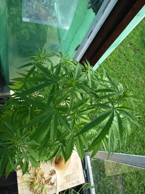 green poison. Week 7