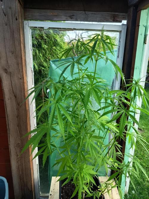 300W GH Top Light LED. Week 7
