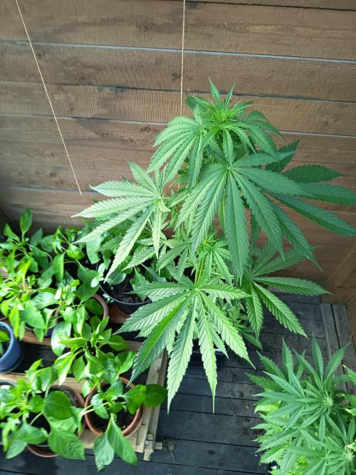Hindu auto. Week 2